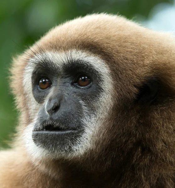 Gibbon fecha a cara. — Fotografia de Stock