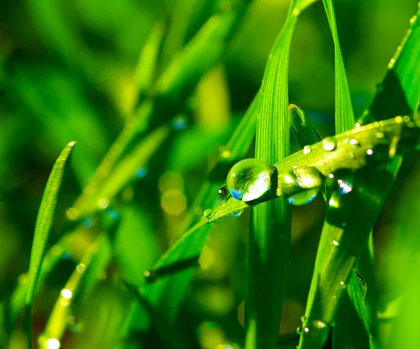 Dew drops on  grass — Stock Photo, Image