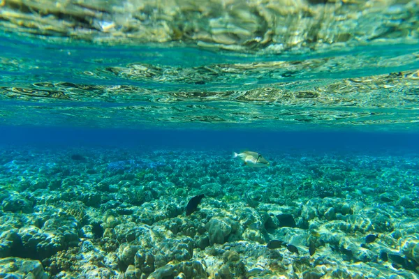 Panorama submarino con peces — Foto de Stock