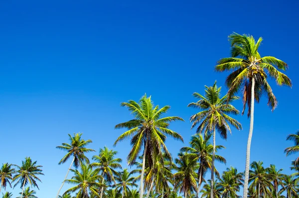 Palm trees on  sky — Stock Photo, Image