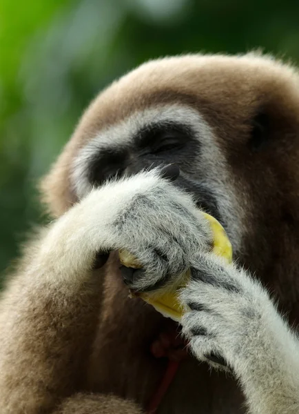 Gibbon ansikte i zoo — Stockfoto