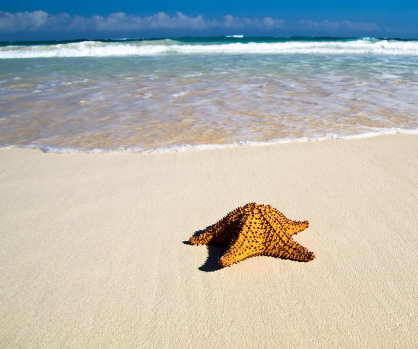Deniz yıldızı ile okyanus — Stok fotoğraf