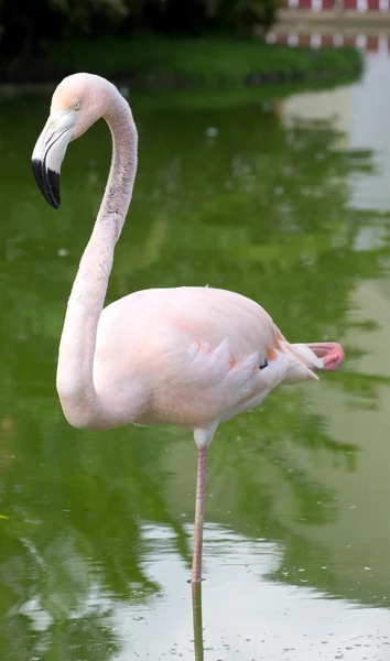 Lindo flamingo na água — Fotografia de Stock