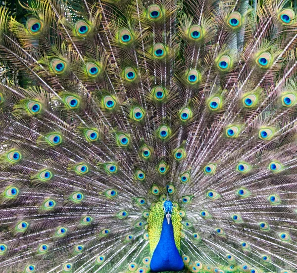 Peacock with feathers — Stock Photo, Image