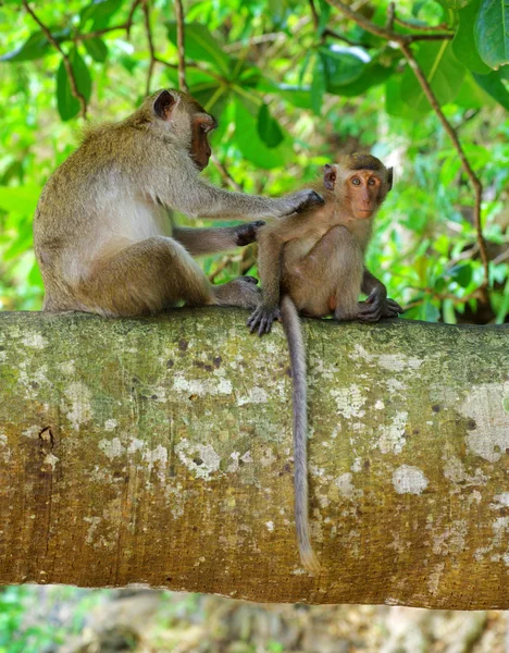 Monkeys animals on nature — Stock Photo, Image