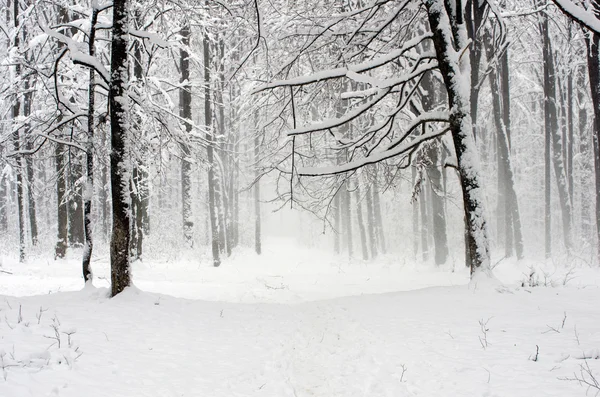 Hermoso bosque de invierno — Foto de Stock