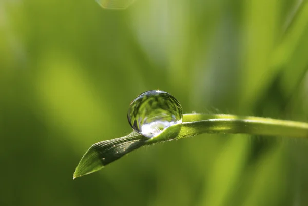 Gota na grama — Fotografia de Stock