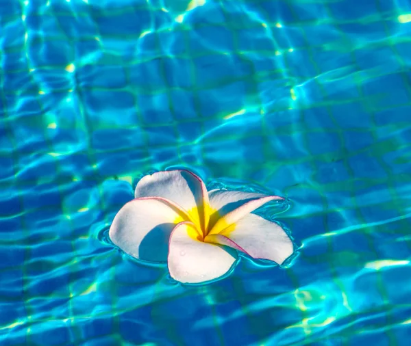 Fiore Frangipani in acqua blu — Foto Stock