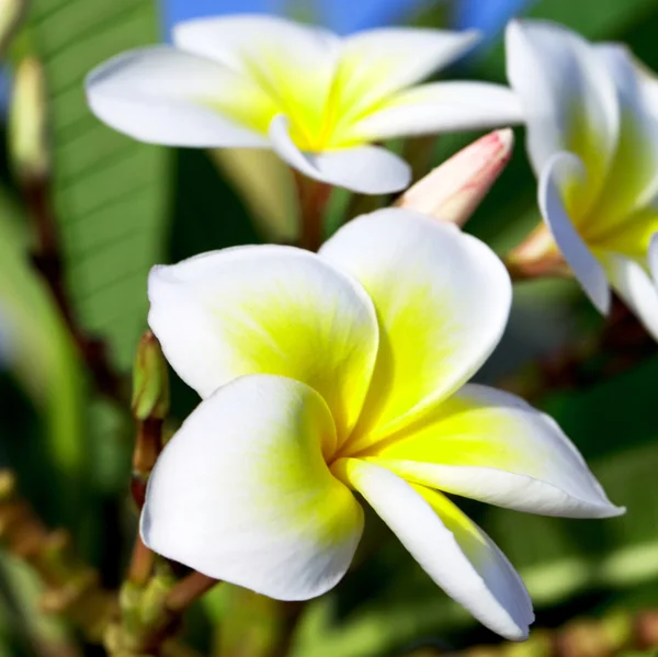 Arôme plumeria fleurs — Photo