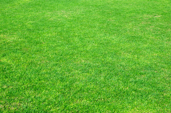 Fresh  green grass background