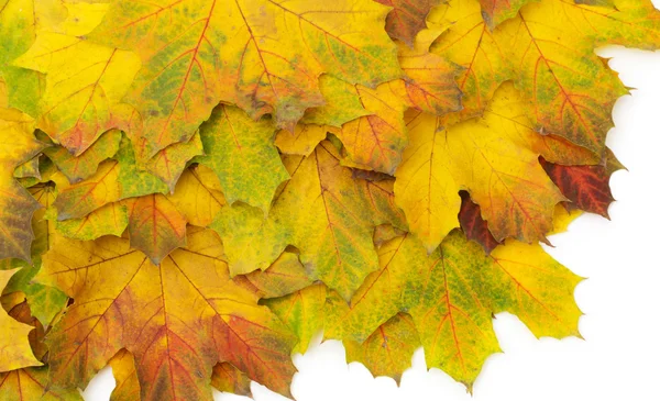 Podzimní listy oranžové pozadí — Stock fotografie