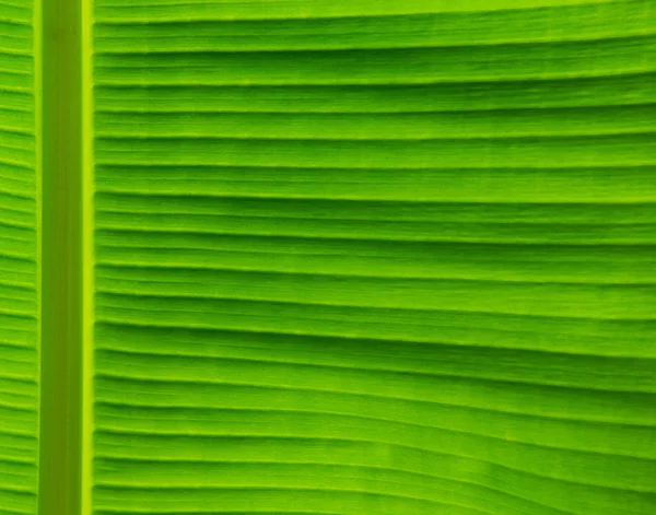 Textura de folha verde — Fotografia de Stock