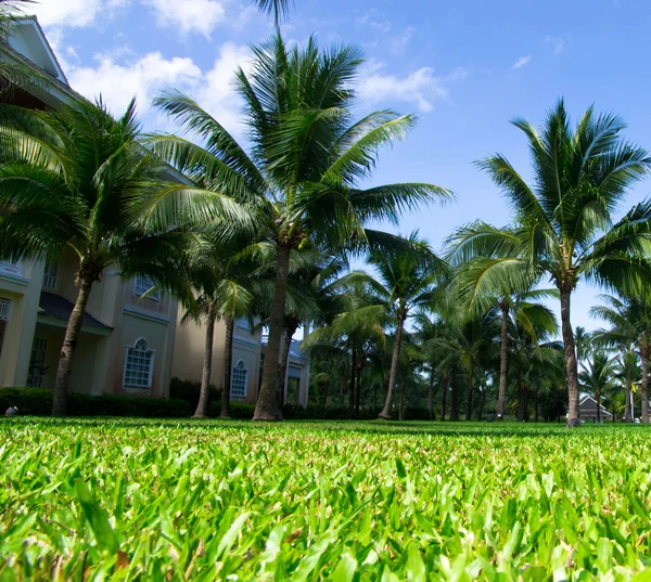 Green palm trees