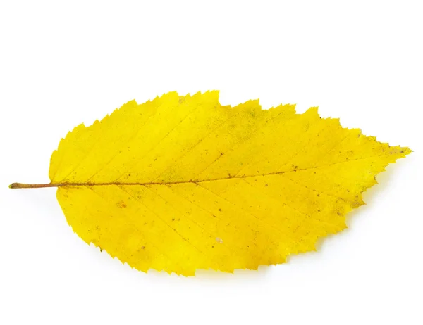 Yellow autumn  leaf — Stock Photo, Image