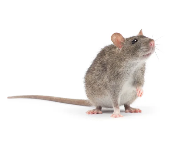 Kleine graue Ratte — Stockfoto