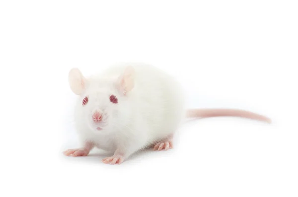 작은 흰 쥐 — 스톡 사진