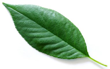 Yeşil yaprak nesneler