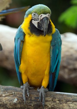 Levrek oturan papağan kuş