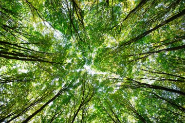 Ormanda güneş ışığı