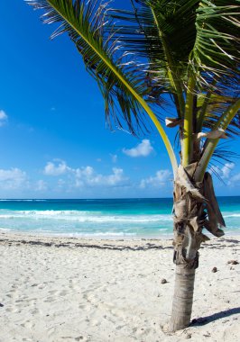 Caribbean beach ve palmiye ağacı