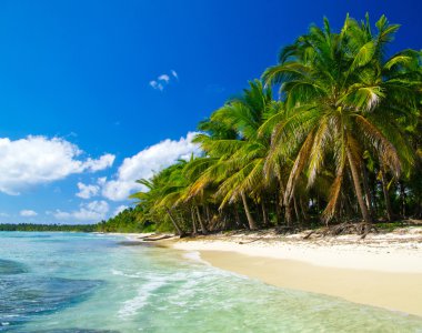 plaj ve tropikal deniz