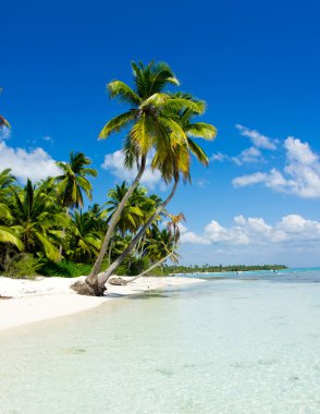 Caribbean beach ve palmiye ağaçları