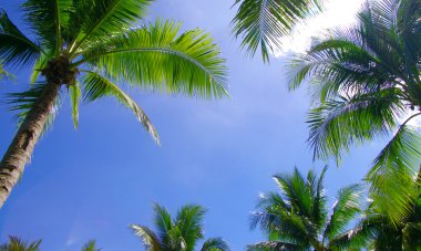 Green palm trees