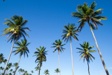 Green palm trees