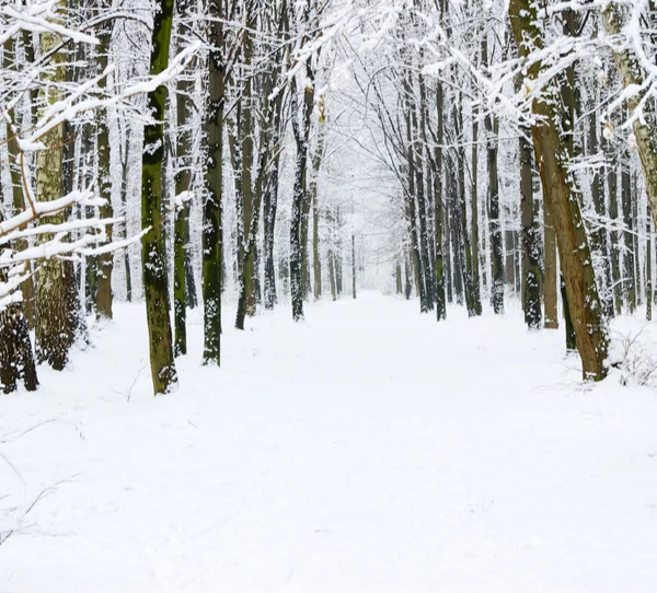 Floresta de inverno e a estrada — Fotografia de Stock