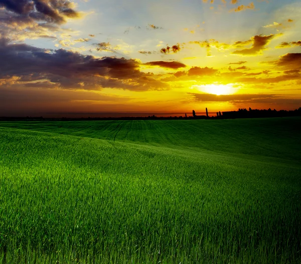 Field with grass — Stock Photo, Image