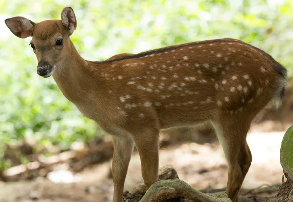 Whitetail deer animal — Stock Photo, Image