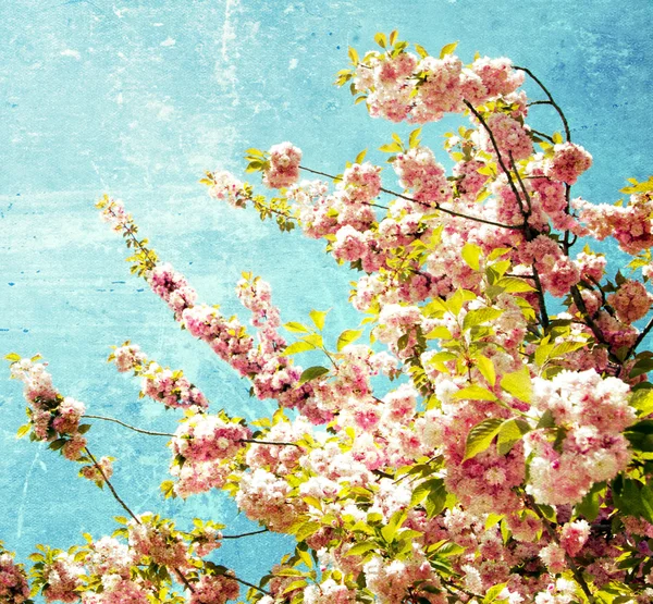 Grunge-Kirschblüten — Stockfoto