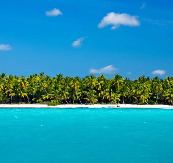 Caribbean beach och palm träd — Stockfoto
