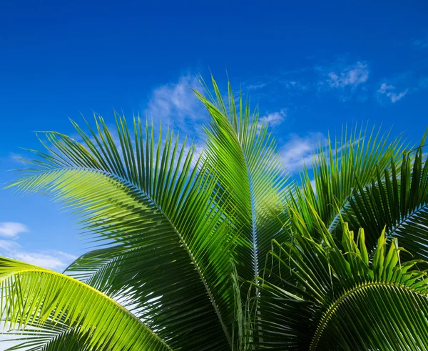 Green palm tree and sky — Stock Photo, Image