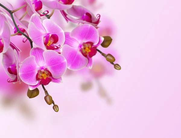 Flores de orquídea rosa — Fotografia de Stock