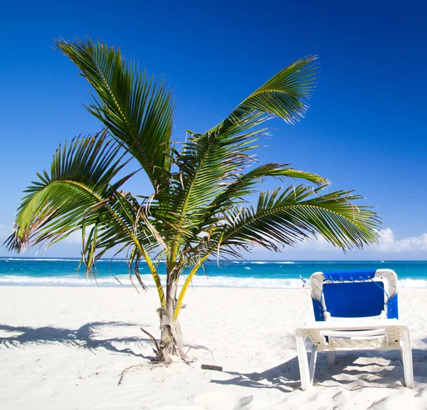 Beach and Palm tree — Stock Photo, Image