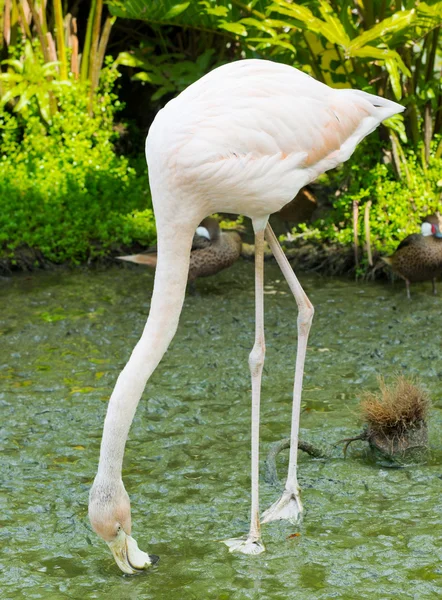 Flamingo pássaro na água — Fotografia de Stock