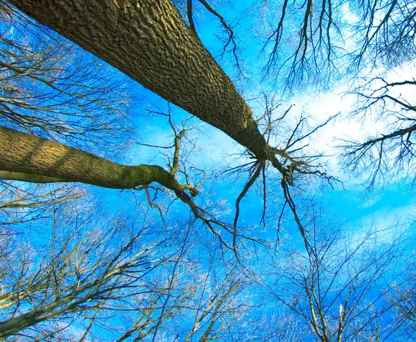 Floresta de inverno e céu — Fotografia de Stock