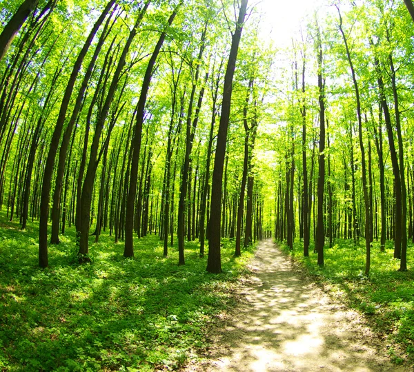 Grön skog på sommaren — Stockfoto