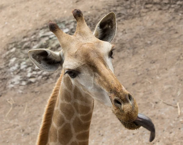 Close up portrait of giraffe — Stock Photo, Image