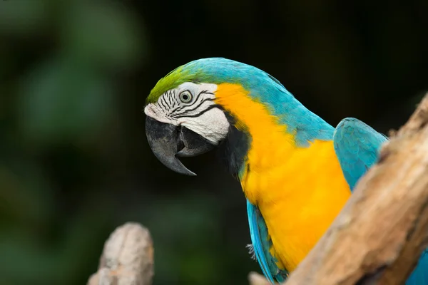 Coloridos guacamayos loro — Foto de Stock