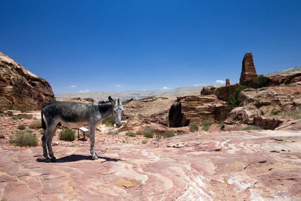 Burro fica em Petra, Jordânia — Fotografia de Stock