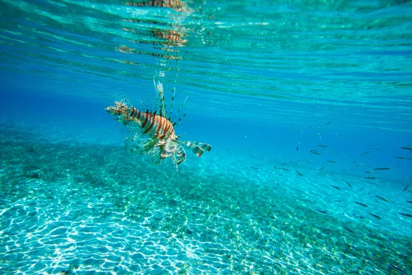 León peces nadando — Foto de Stock