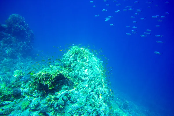 Panorama submarino con peces — Foto de Stock