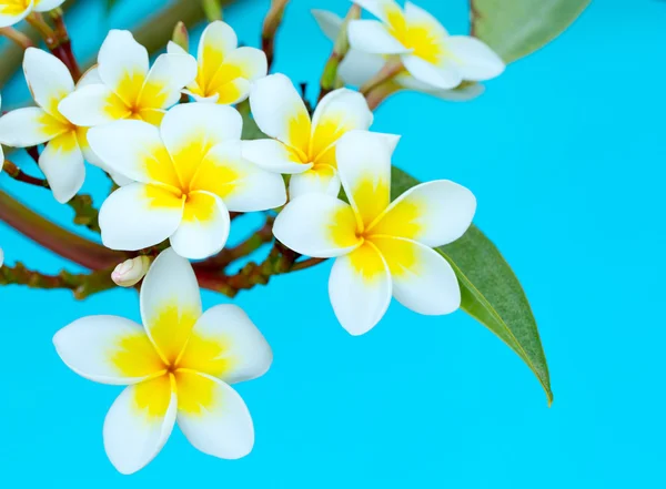 Frangipani çiçek ağaç üzerinde — Stok fotoğraf