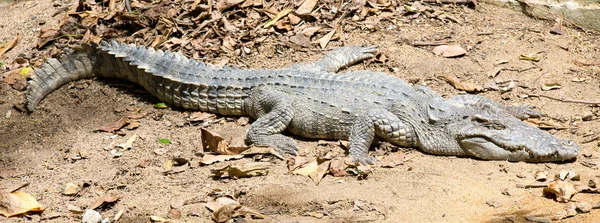 Gros plan d'un alligator — Photo