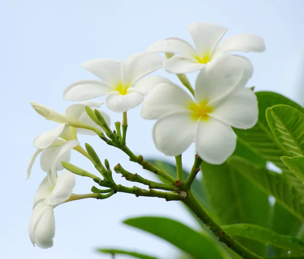 Beyaz frangipani çiçekler — Stok fotoğraf