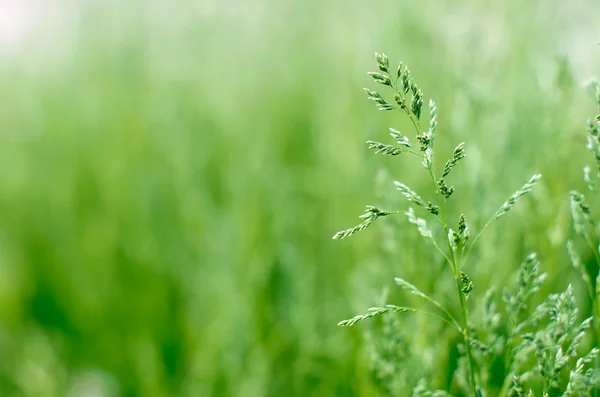 Textur des grünen Grases — Stockfoto