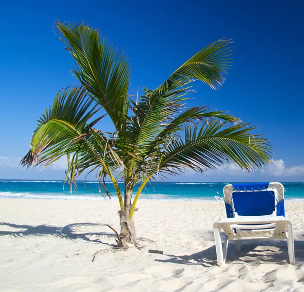 Palm tree on tropical beach — Stock Photo, Image