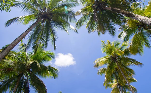 Palm trees on the sky — Stock Photo, Image